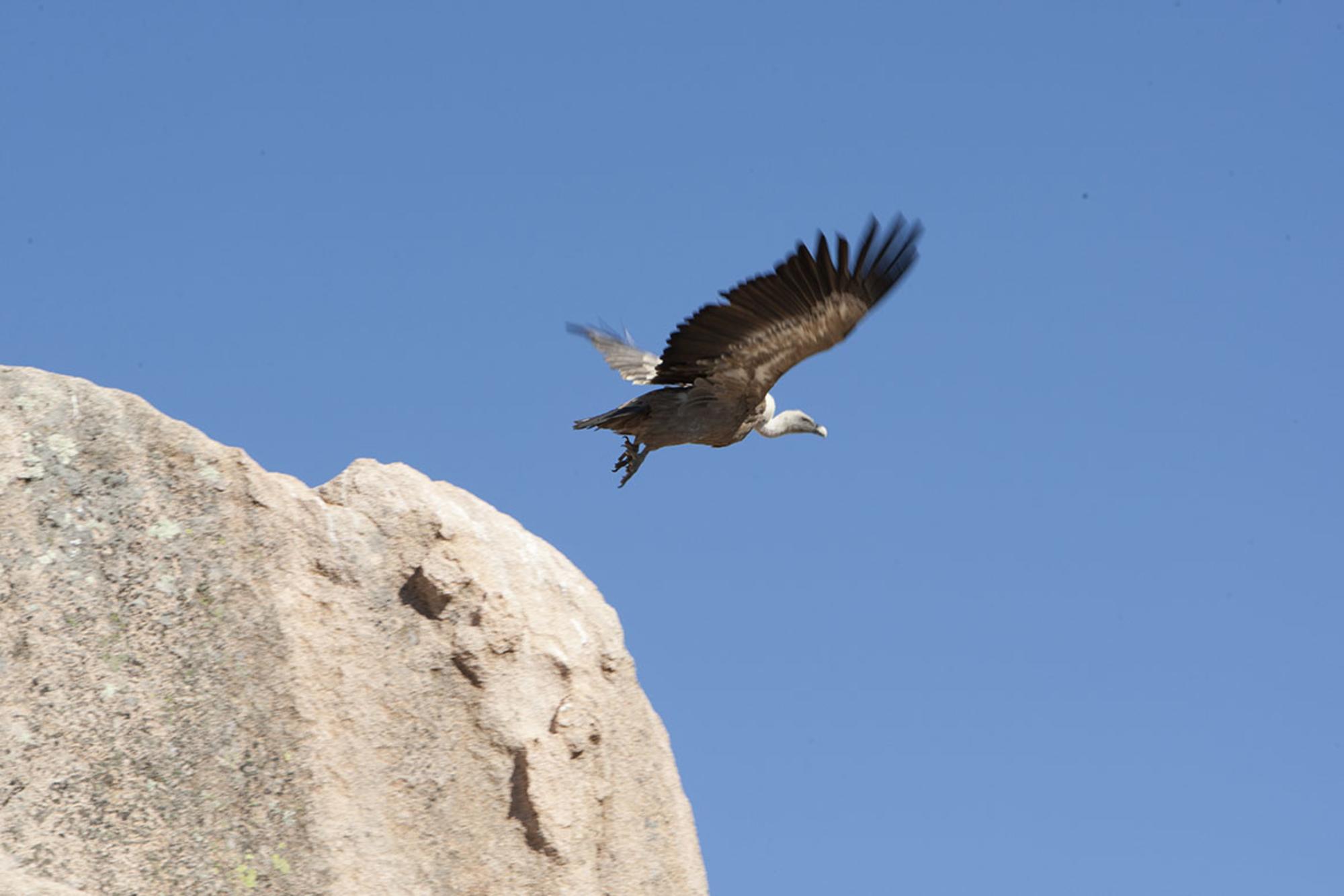 Rapaces en la Sierra de Guadarrama.